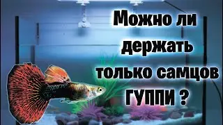Is it possible to keep only male guppies?