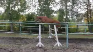 Horse for sale. In Ukraine.