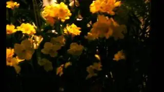 Smith  College Bulb Show