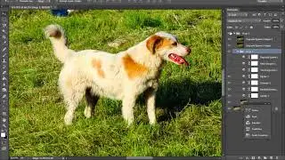 Adobe Photoshop Köpek Resmi Düzenleme