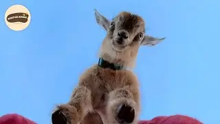 Abandoned at Birth This Tiny Goat Grew Into a Farm Hero