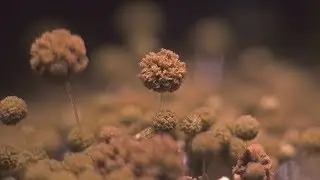The Mold Story