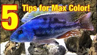 5 Tips for Max Color in Your Fish!