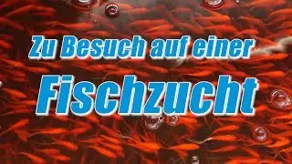 Fischzucht Hagedorn Blog 31