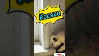 Косяки #meerkat #сурикотики #cat #шпротик