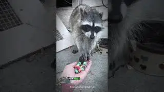 How Raccoons Detect Objects Without Seeing Them – You Won’t Believe This #shorts  #buzzbilt