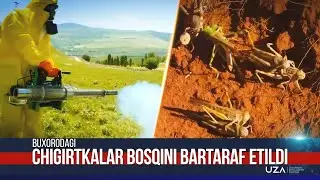 Buxorodagi chigirtkalar bosqini bartaraf etildi