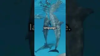 Discover Why Dolphins Are the Ocean's Geniuses! #shorts #animals