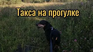 прогулка на  природе.