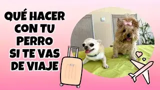 Qué hacer con tu perro si te vas de viaje 🧳