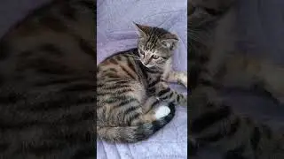 BAY BAY SENİ ÖZLİYECEĞİM...canım kedim~Badem