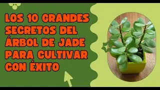 Los grandes SECRETOS para cultivar el ÁRBOL DE JADE