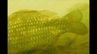 Караси в расщелине.