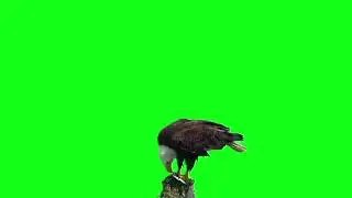 BALD EAGLE   GREEN SCREEN ANIMALS !!!