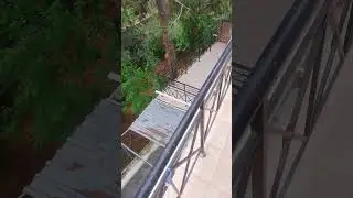 С утра вышел на балкон, послушать птиц.