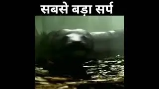 संसार का सबसे बड़ा और खतरनाक सांप#shortvideo#Titanoboa