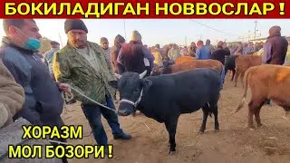БОКИЛАДИГАН ЁШ НОВВОС НАРХЛАРИ БОГОТ МОЛ БОЗОРИ ХОРАЗМ БОЗОР.