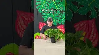 Testing 4 Popular Houseplant Watering Solutions