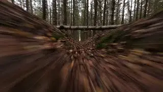 Would you find a mushroom?