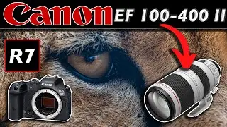 Canon R7 & EF 100-400 II : Amazing Results even at 6400 ISO! - Zoo Photography