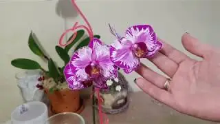 Орхидея теряет тургор. Что делать? Причины.....