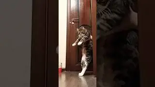 откуда столько лайков? 