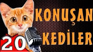 Konuşan Kediler 20 - En Komik Kedi Videoları! Pisicik TV