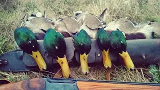 Охота на уток.Невероятные налеты!