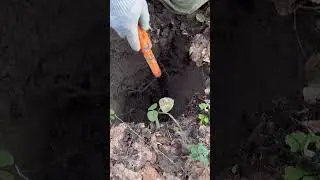 Находка на склоне оврага🔥 Глубина два штыка.. Поиск с металлоискателем #находка #коп #монета #лес