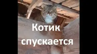 Где котик? На крыше. Хочу покормить, но котик не может сам слезть с крыши.