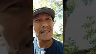 sahabat loa...mengenali bonsai loa di alam liar #loa #bonsailoa #bonsaiindonesia