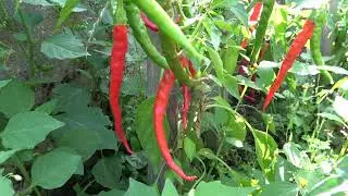 resultat plantation tomates 2024