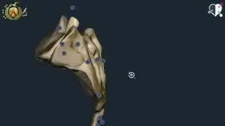 Locomotor System 15: Sacrum