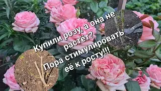Посадили розу, а она отказывается расти? Тогда берите в руки секатор и режьте их не жалея!