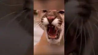 Fight between a puma and a bear, who will emerge victorious?