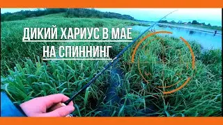 Дикий Хариус в Мае | Ловля Спиннингом на реке