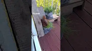 Пять хвостов🌱25 мая🌱