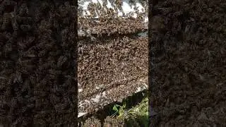Улей был без пчёл с несколькими рамками.