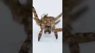 fotografía Macro de una araña