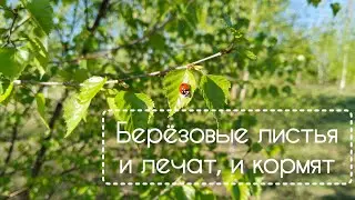 Листья берёзы не только ценное лекарство, но и 3-4 блюда на ваш стол