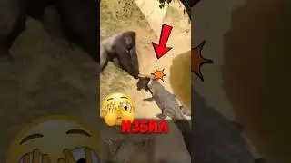 🦍 Самый опасный момент рядом с гориллой! 
