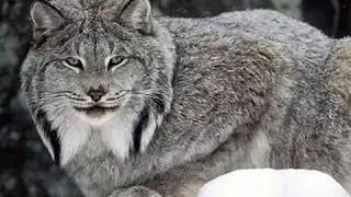 Лучший выбор фильма! ТОП самых умелых охотников! Документальные фильмы про животных, животные