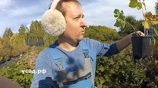 Как СЭКОНОМИТЬ на САЖЕНЦАХ? Показываю, что продаётся на УСАД.РФ