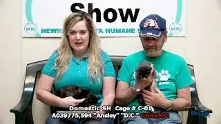 AdoptAPet 20190805