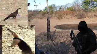 Deu jacu curduniz e juriti no Barreiro