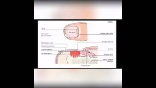 Строение ногтя, для мастера маникюра | Анатомия ногтя.