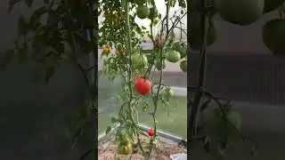 Harvest 2023 