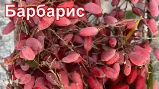 Барбарис краснолистный. Собираем ягоды  