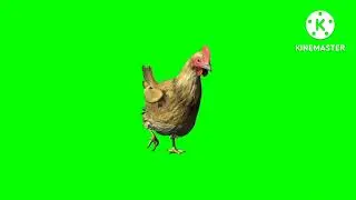 green screen walking chicken