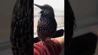 Morning Pep Talk from The Mouth